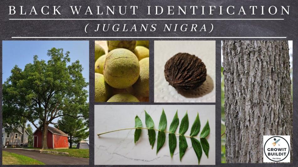Cross Cut Walnut Tree Identification How To Grow And Care For
