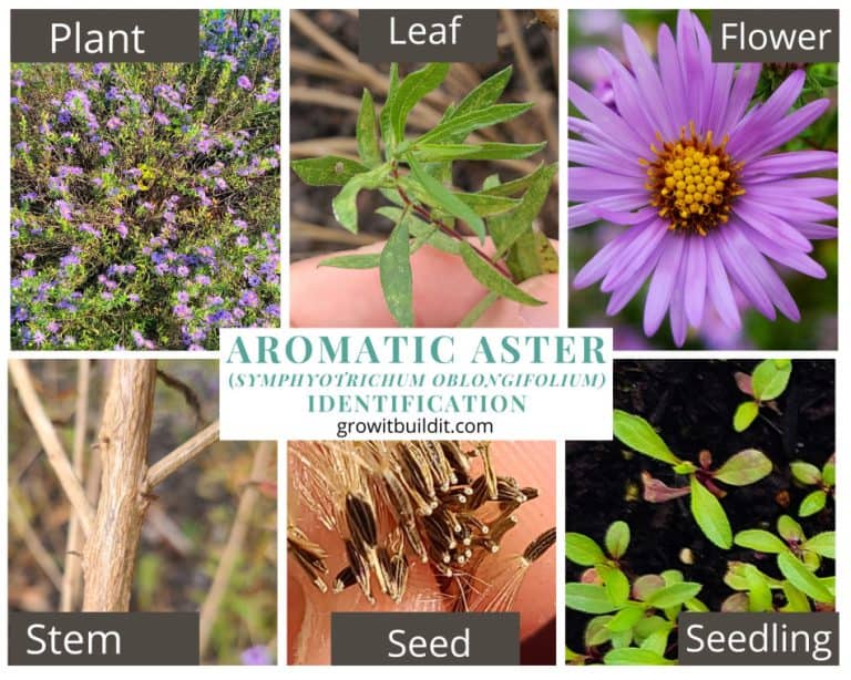 Aromatic Aster A Complete Guide For Growing And Care GrowIt BuildIT