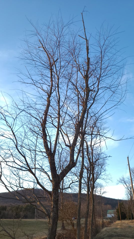 Black Cherry A Complete Guide To Growing, Care, And Uses GrowIt BuildIT