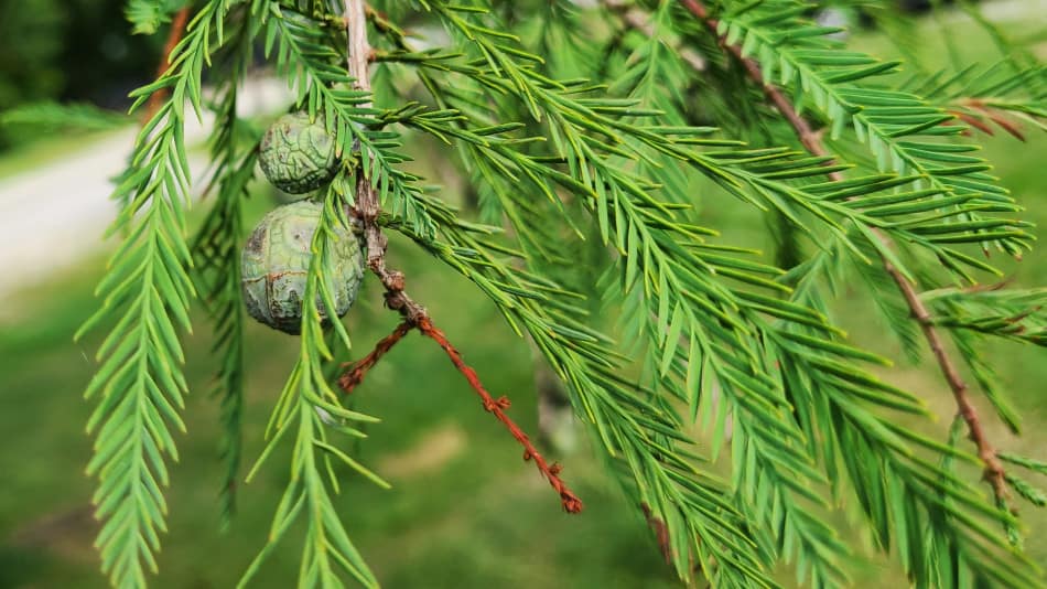 Swamp Cypress Tree Leaves