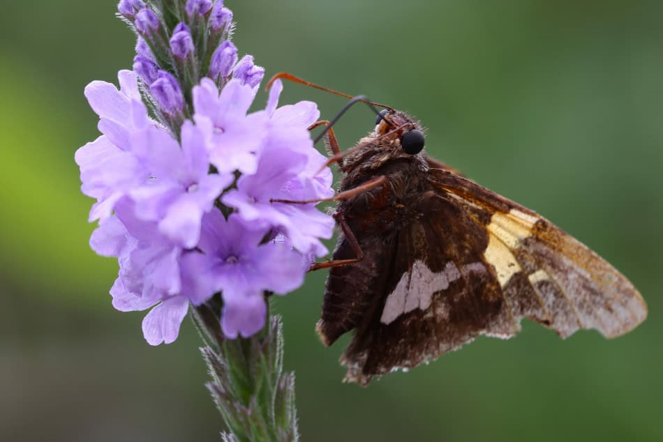 silver-spotted-skipper