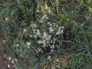 Pictures Of Common Garden/Lawn Weeds Emerging In Spring – GrowIt BuildIT