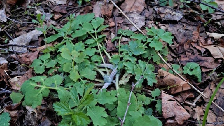 Pictures Of Common Garden/Lawn Weeds Emerging In Spring – GrowIt BuildIT