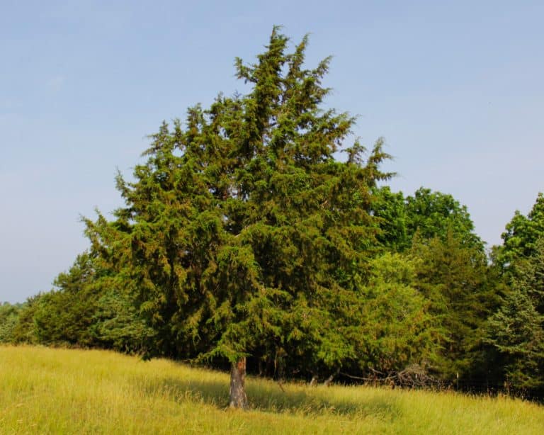 The Best Native Evergreen Trees For Privacy – GrowIt BuildIT