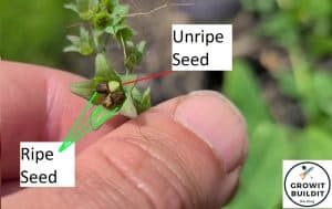 How To Grow Virginia Bluebells From Seed – GrowIt BuildIT