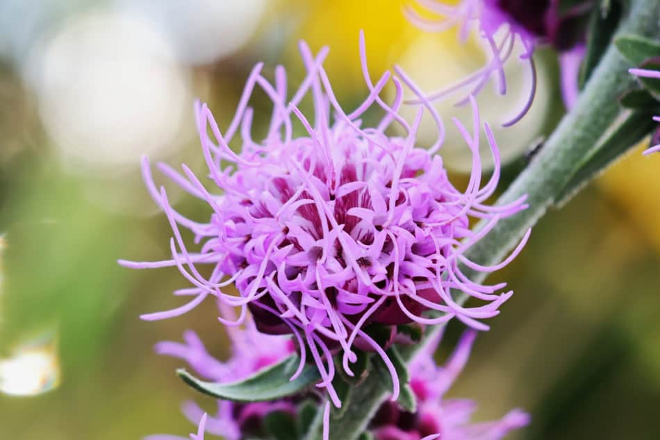 liatris aspera flowerhead