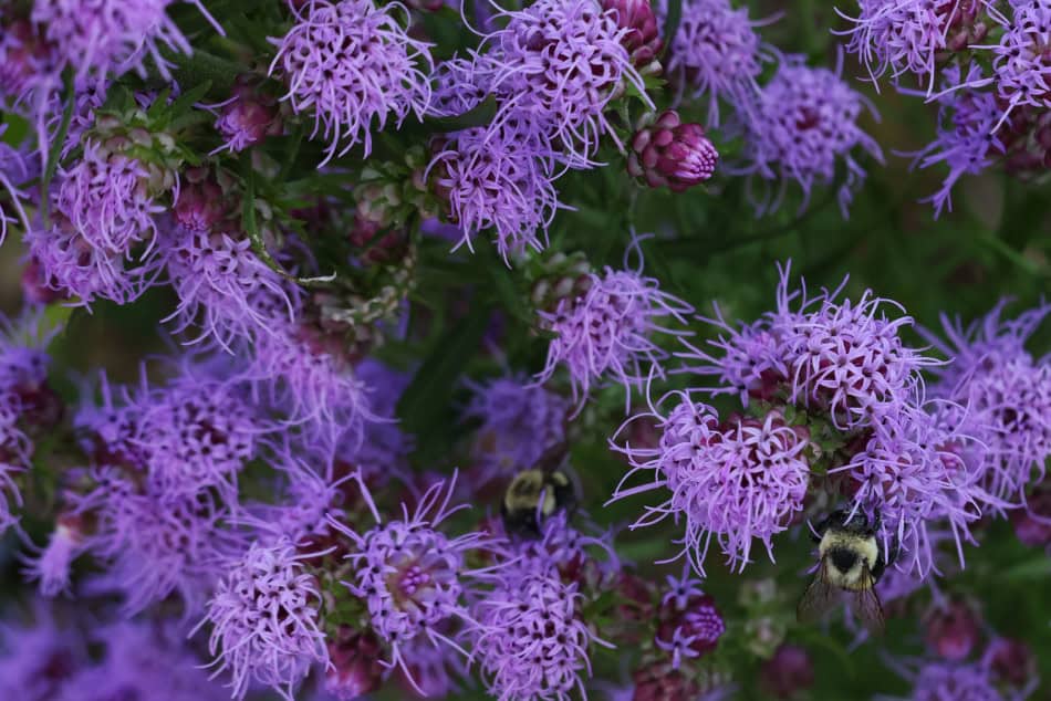 liatris aspera