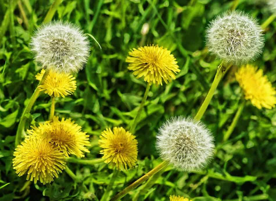 dandelions