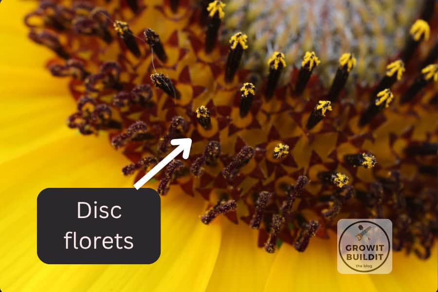 disk florets