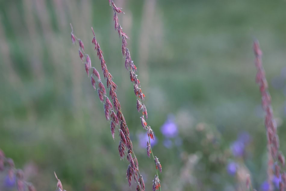 Sideoats Grama