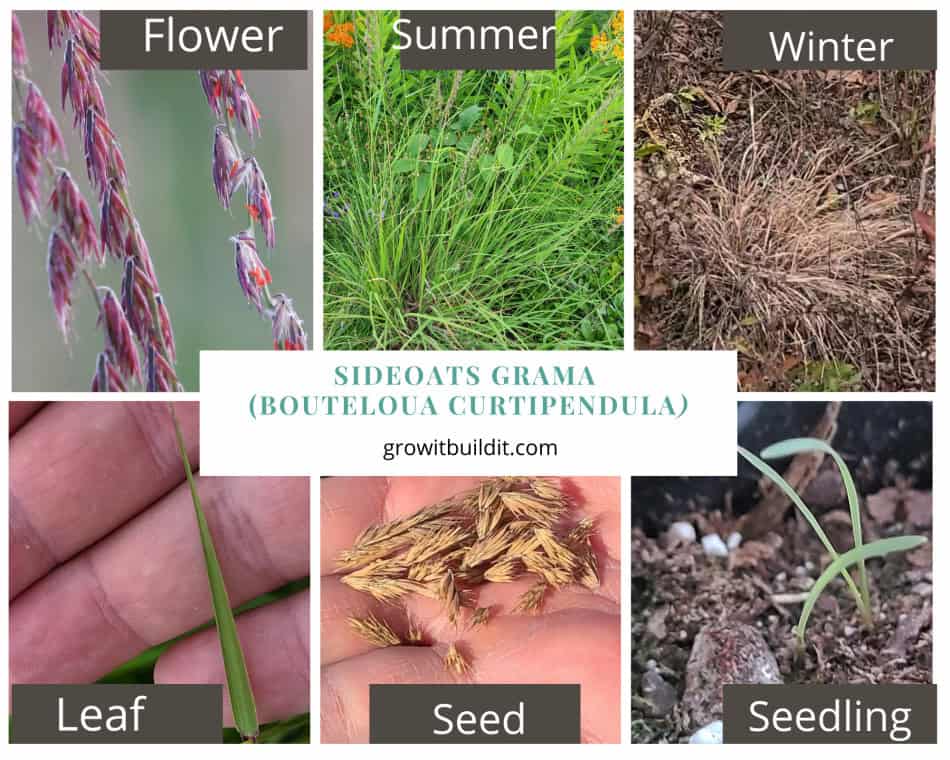 Sideoats Grama Lifecycle
