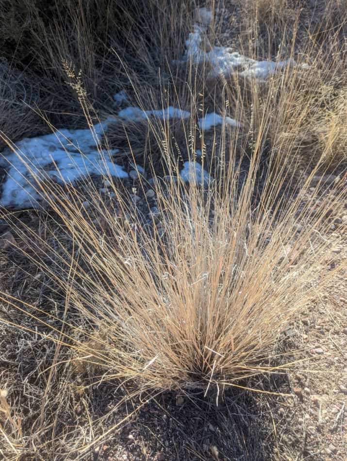Side Oats Grama Winter