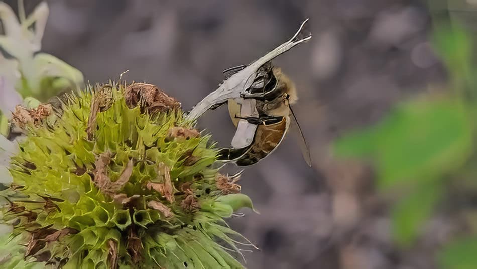 monarda clinopodia bee