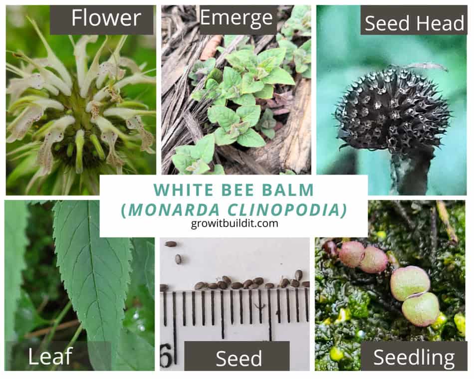 white bee balm lifecycle identification monarda clinopodia