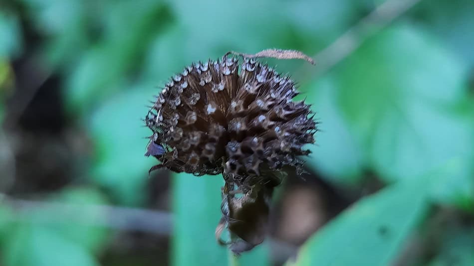 monarda clinopodia seed head