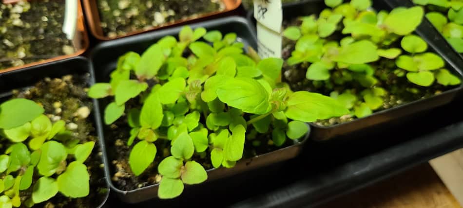 Monarda clinopodia seedlings