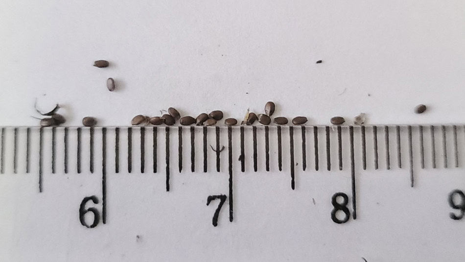 Monarda clinopodia seeds