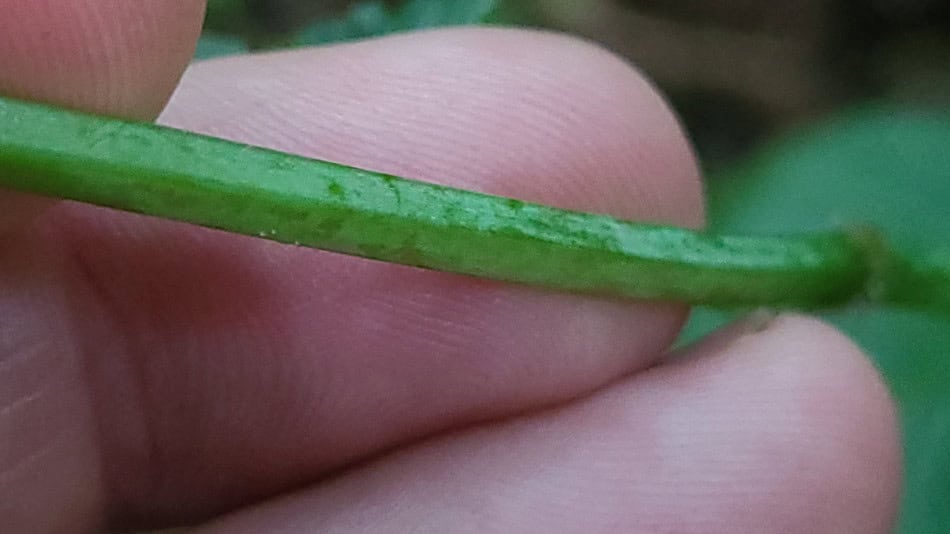 monarda clinopodia leaf