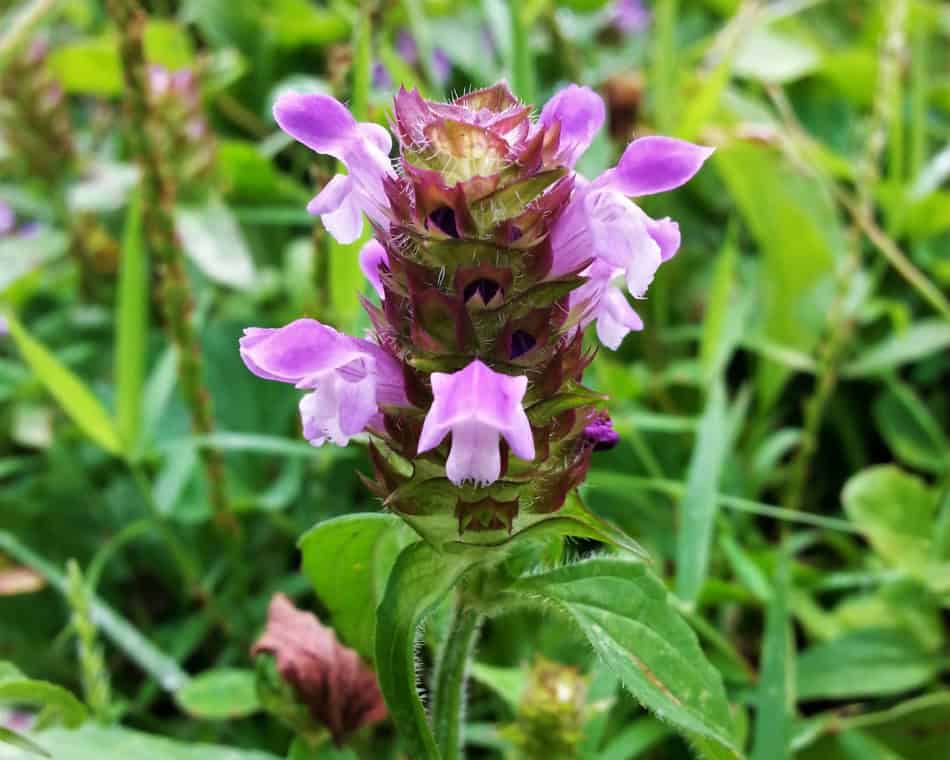 prunella vulgaris flower heal-all