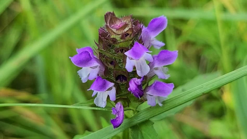 prunella vulgaris