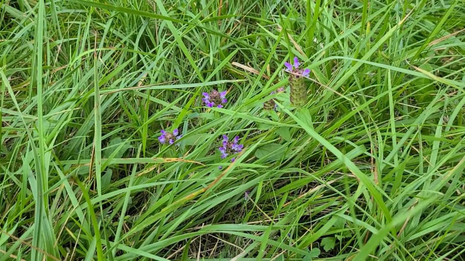 self-heal lawn