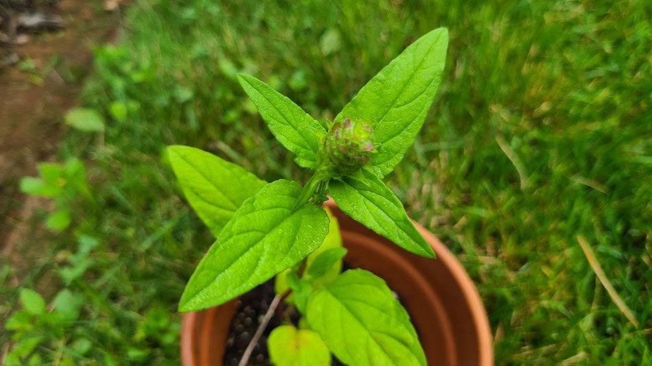 prunella vulgaris leaves