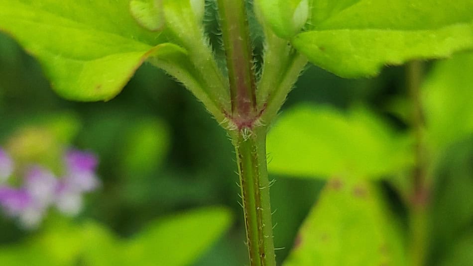 prunella vulgaris stalk