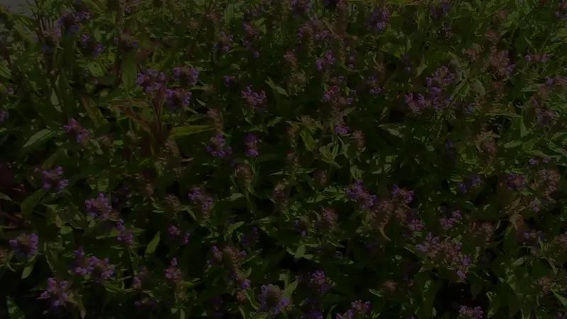 prunella vulgaris