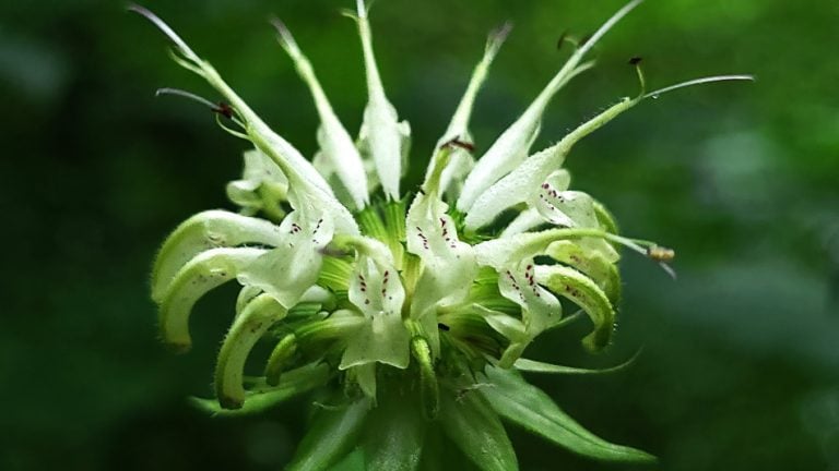White Bee Balm – One Of The Rarest Native Bee Balms – GrowIt BuildIT