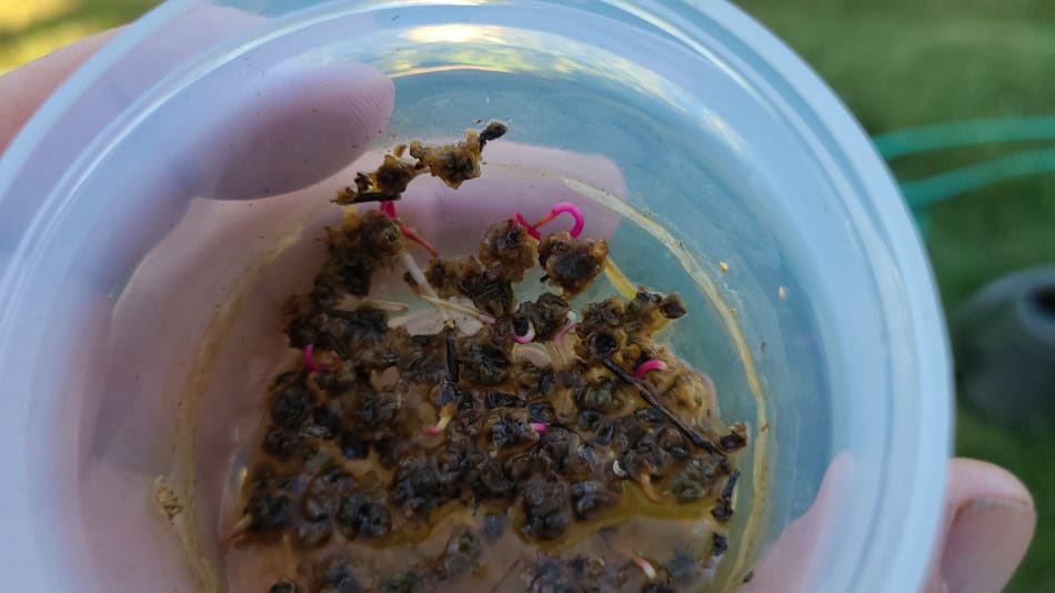 beet seed sprouting