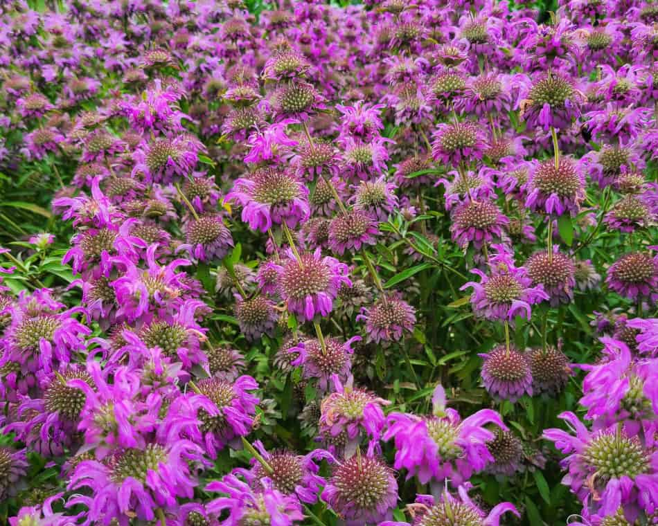 lemon bee balm