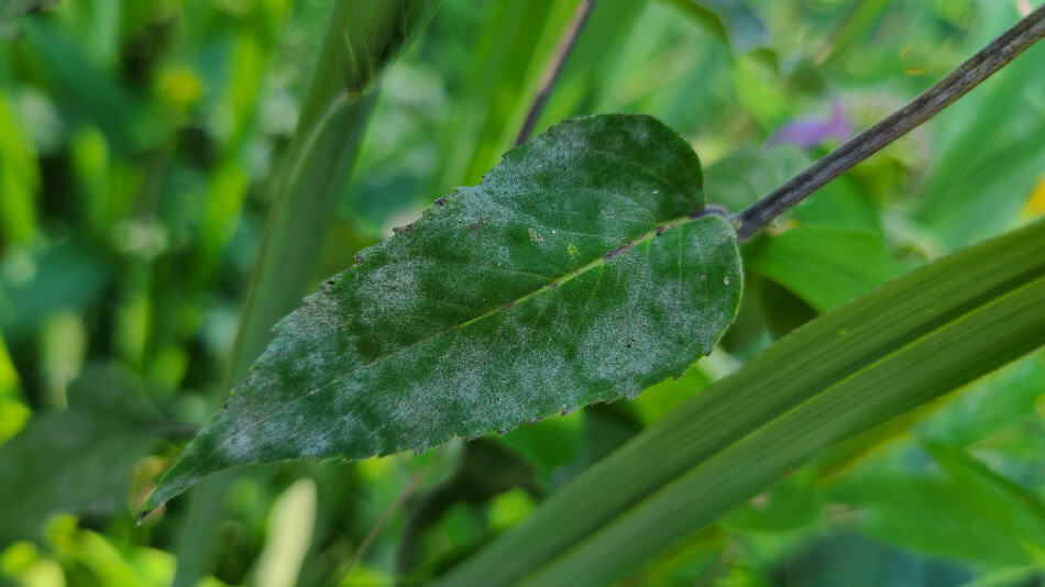 powdery mildew bee balm