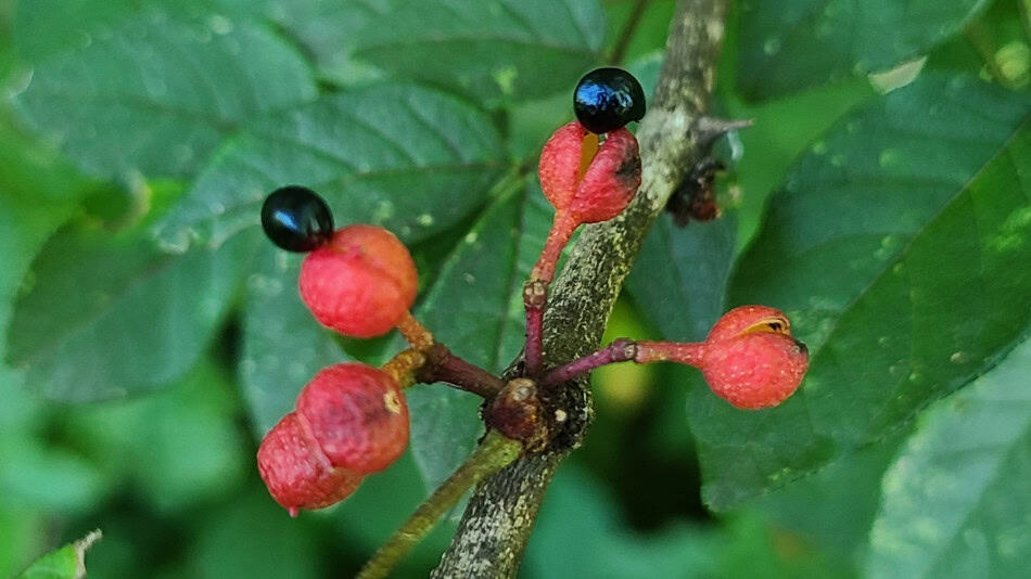 Prickly Ash fruit splitting open