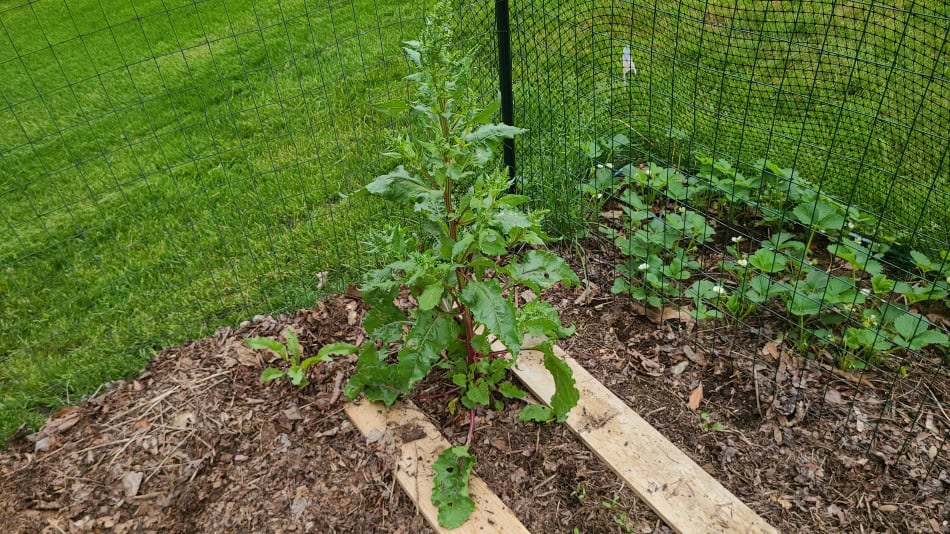 beet bolting