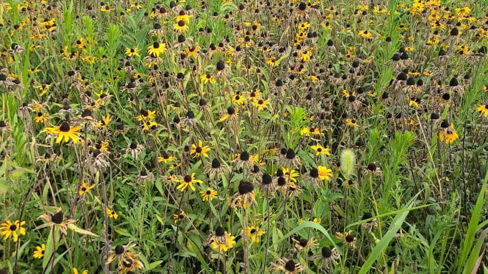 Black Eyed Susan Seed Heads