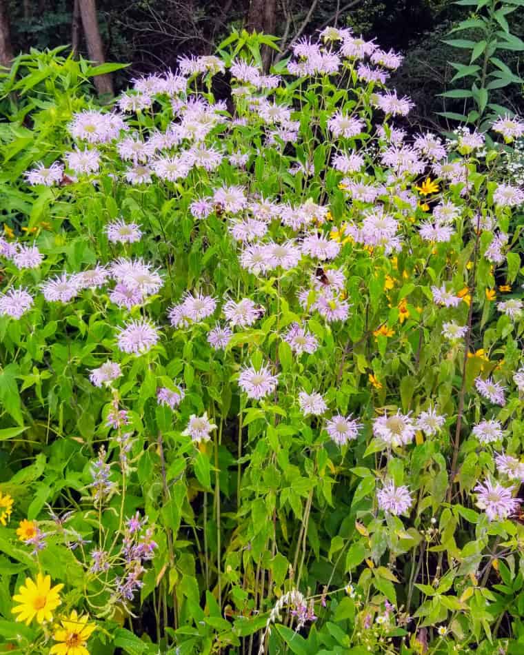 wild bergamot
