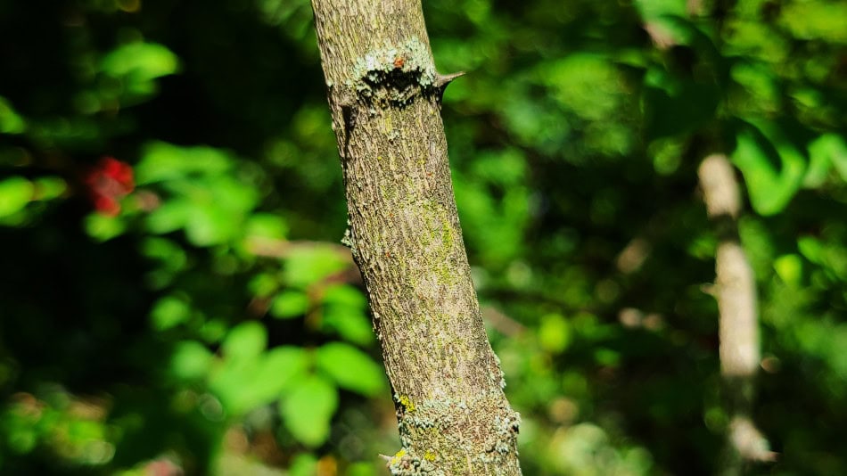 Zanthoxylum americanum Bark