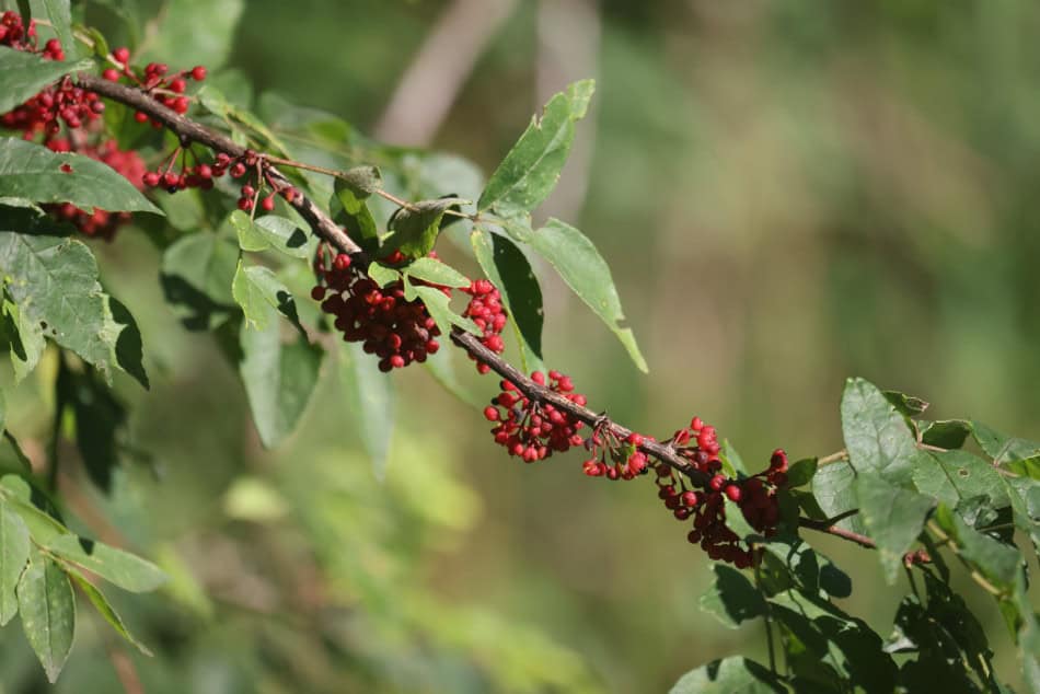 Zanthoxylum americanum