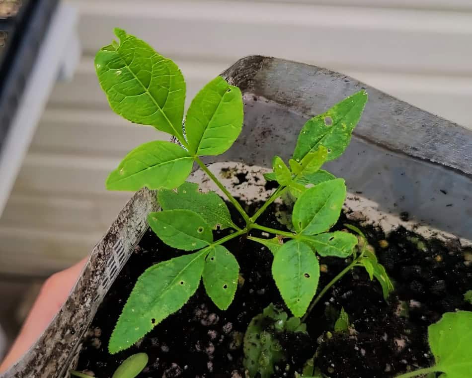 Prickly Ash seedling