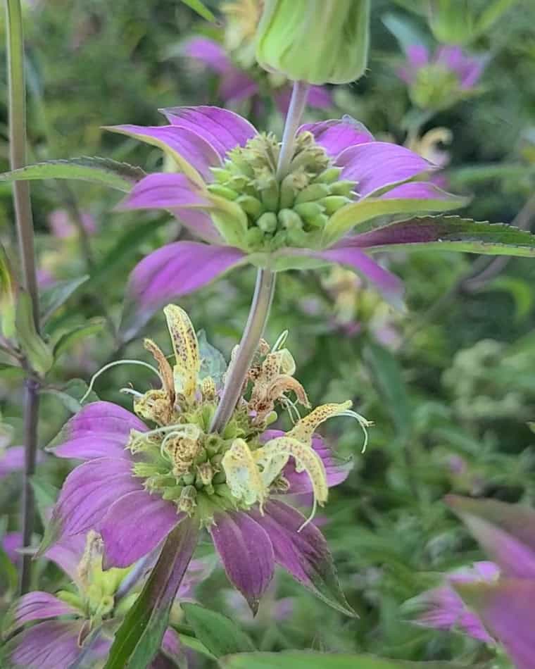 spotted bee balm