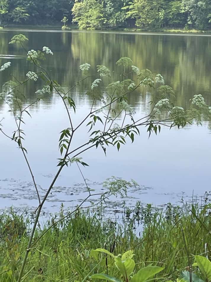 Water Hemlock cicuta maculata