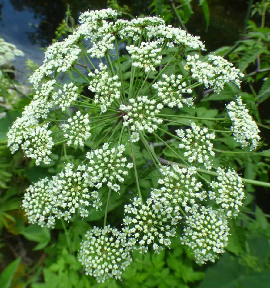 Water Hemlock cicuta maculata flowerhead