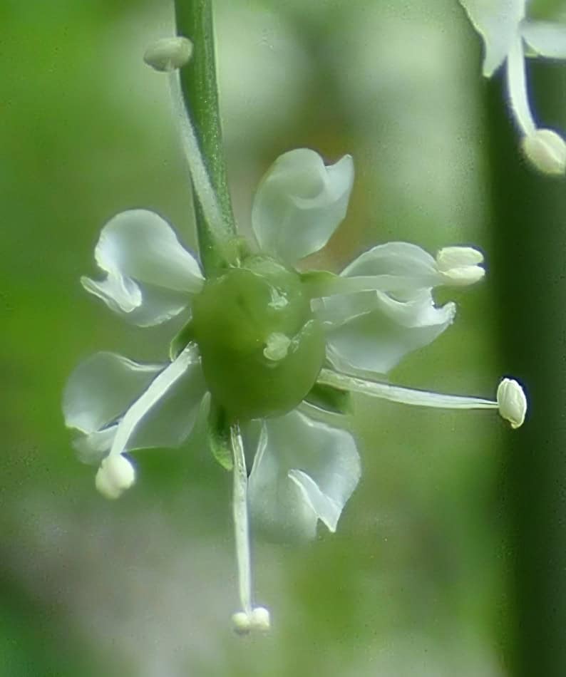 Water Hemlock cicuta maculata flower