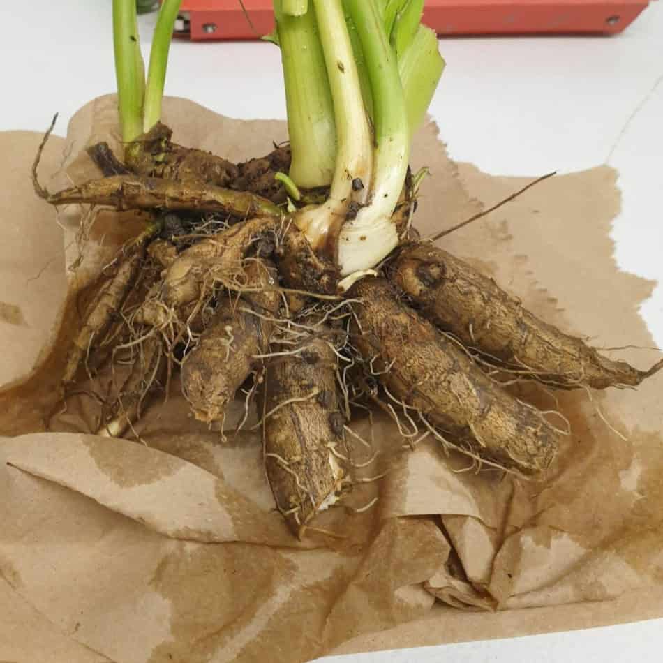 Water Hemlock cicuta maculata root tuber