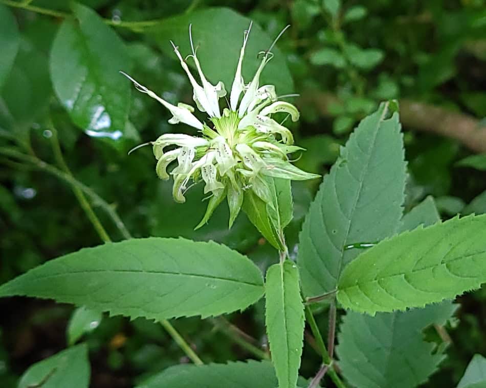 white bee balm