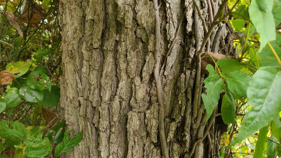 Chinkapin Oak bark