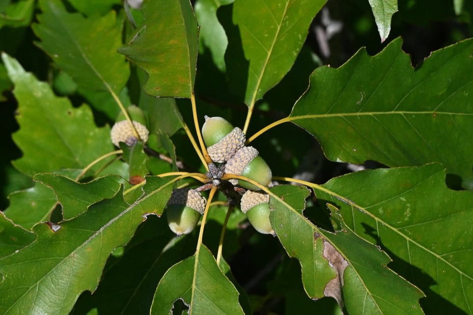 Chinkapin Oak acorn