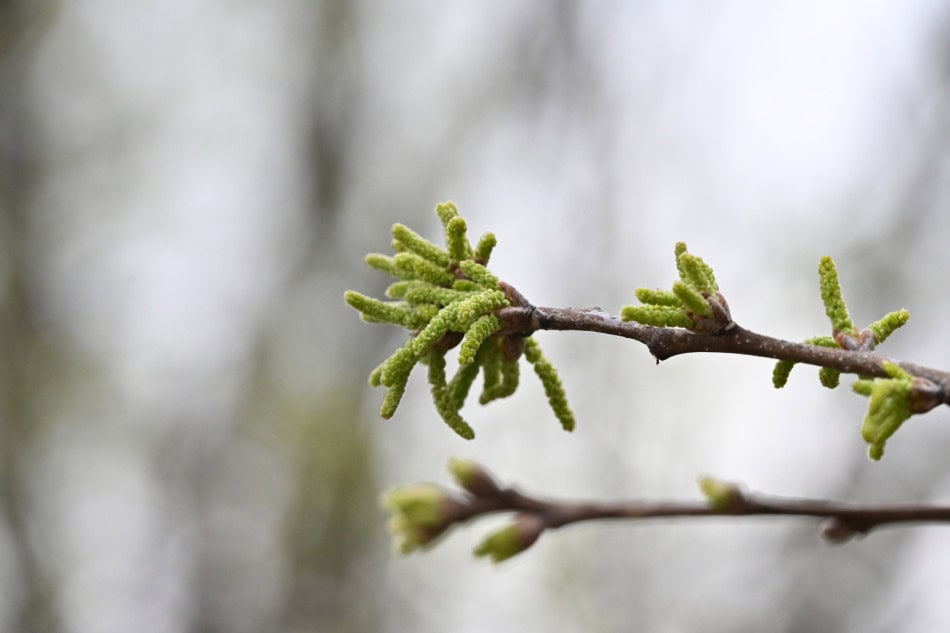 Chinkapin Oak flower