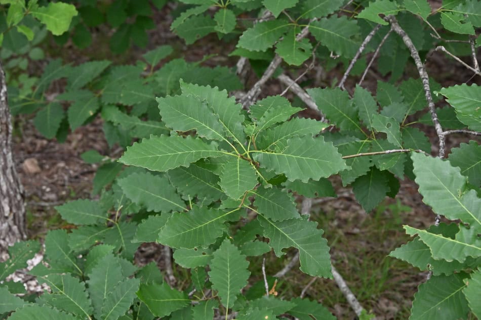 Chinkapin Oak leaves
