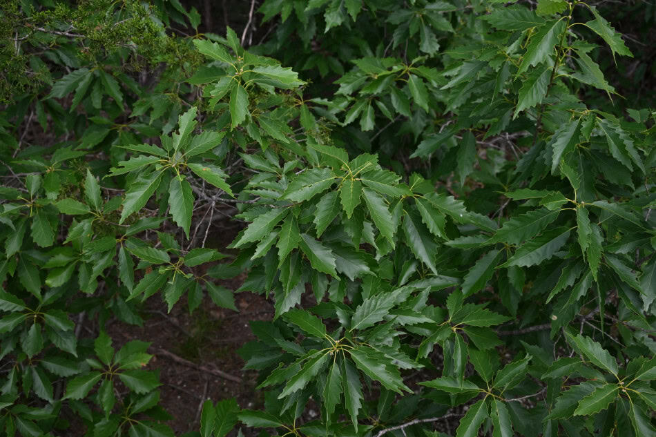Chinkapin Oak leaf